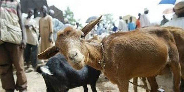 
Man shot dead in TN over dispute on stealing goats 